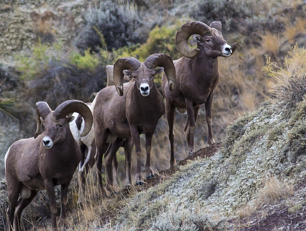 -conservationlands15 Social Media Takeover, March 15th, Paleo Bucklet List, Upper Missouri River Breaks National Monument in central Montana (16197671133)
